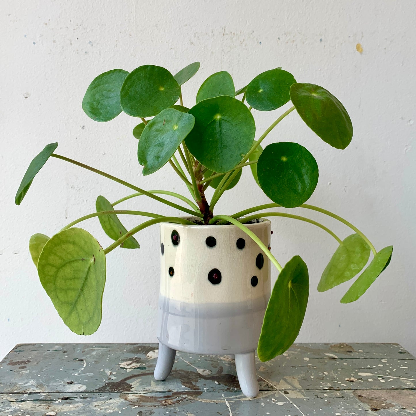 Pilea in Dotted Pot
