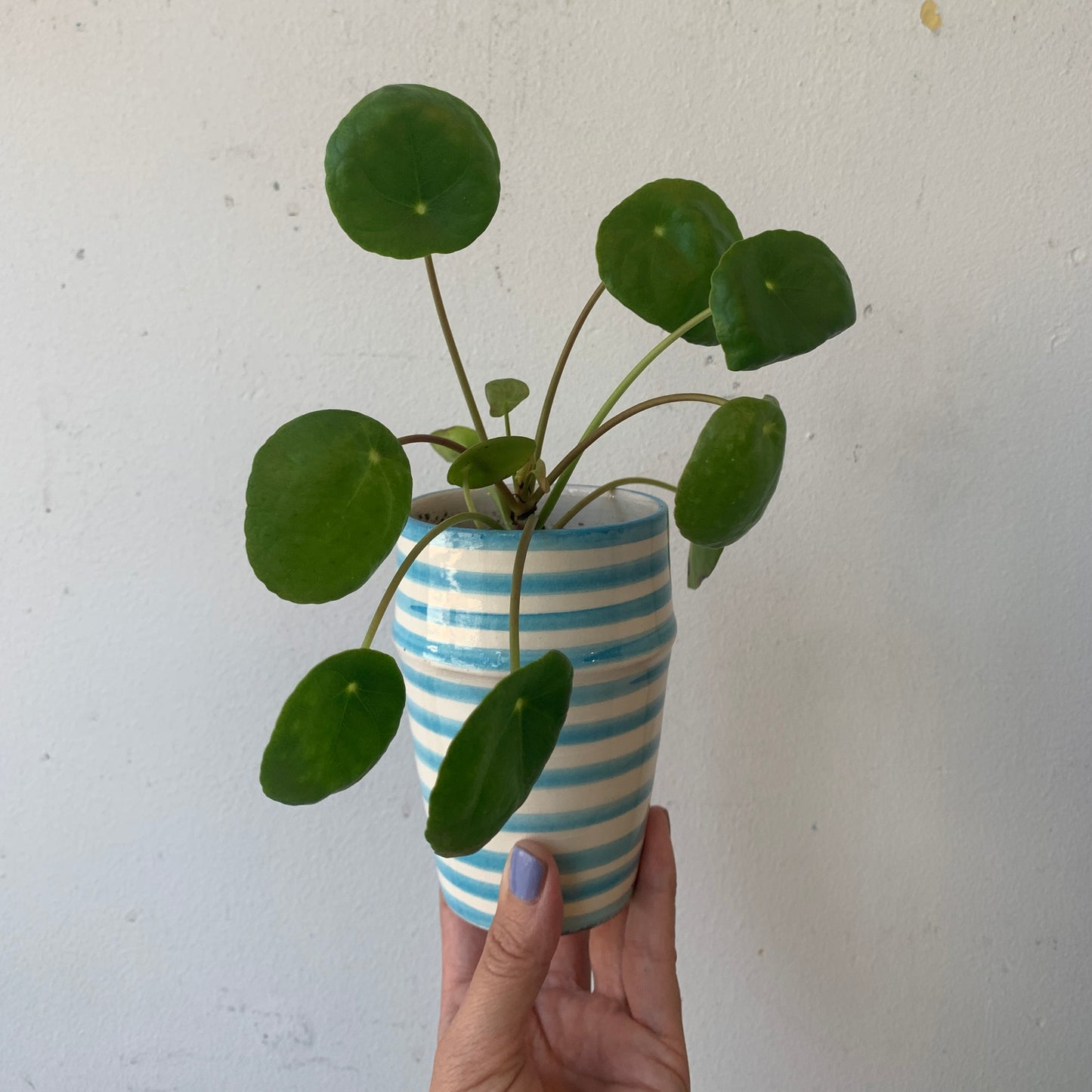 Pilea in a Blue Striped Pot