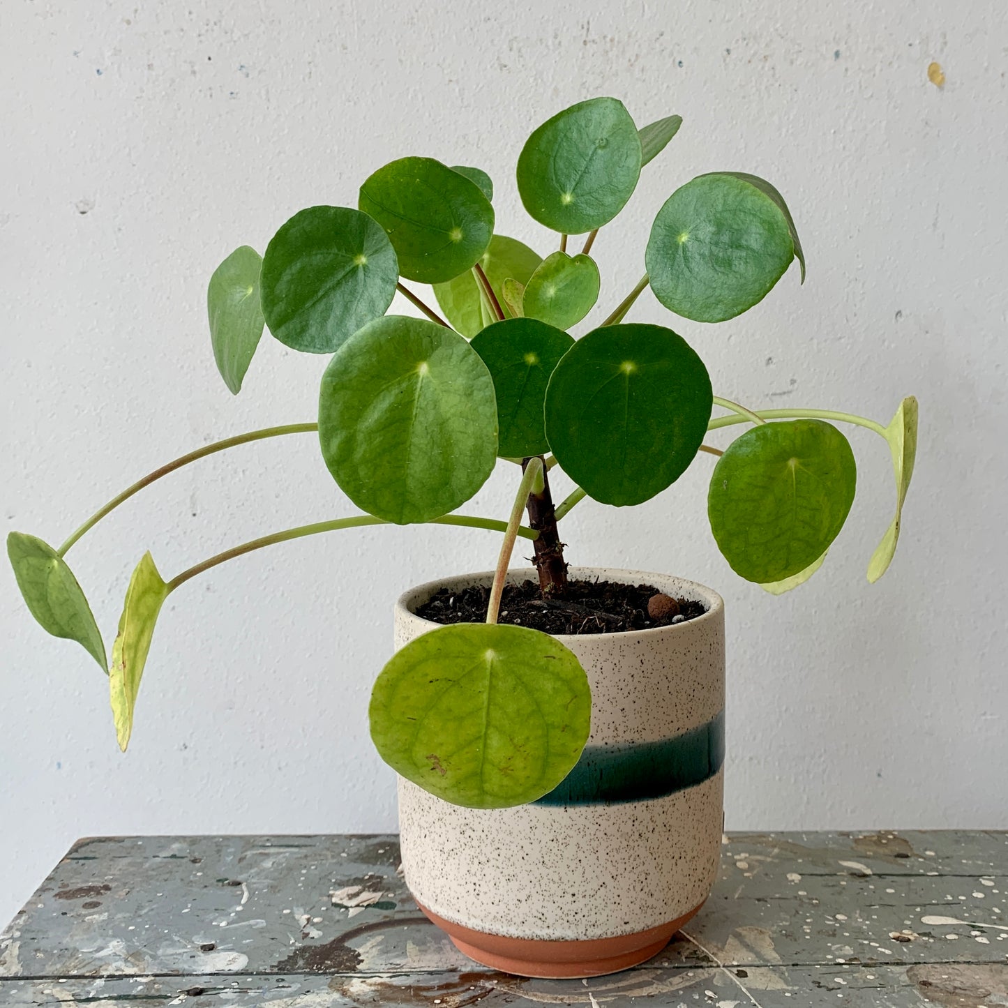 Pilea in Speckled Pot w Green Stripe