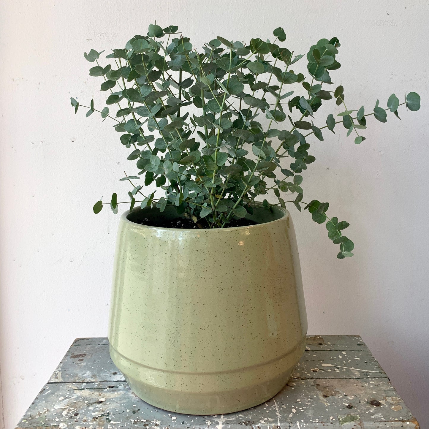Eucalyptus in Green Pot