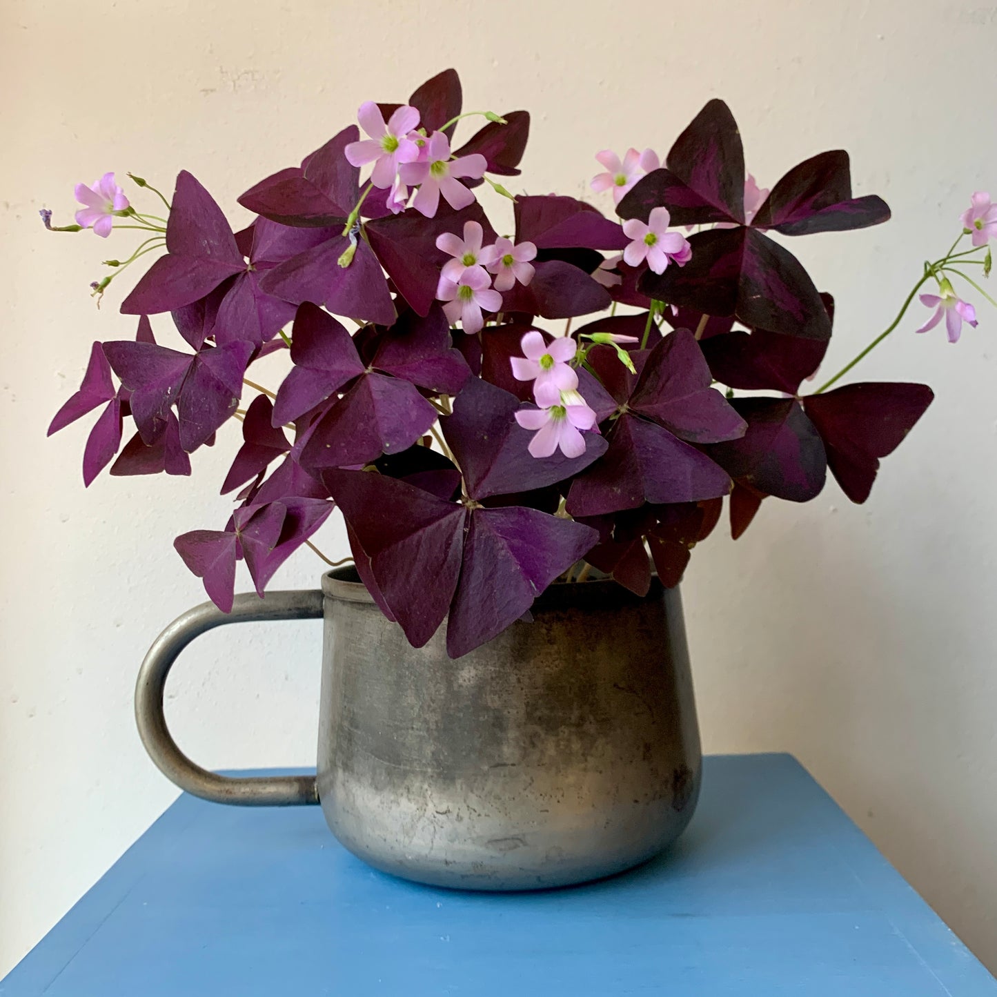 Purple Shamrock - Metal Pot