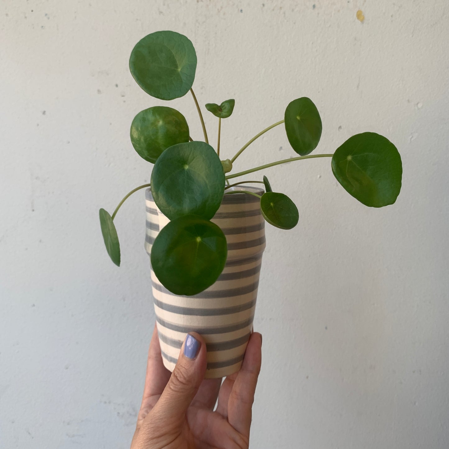 Pilea in a Grey Striped Pot