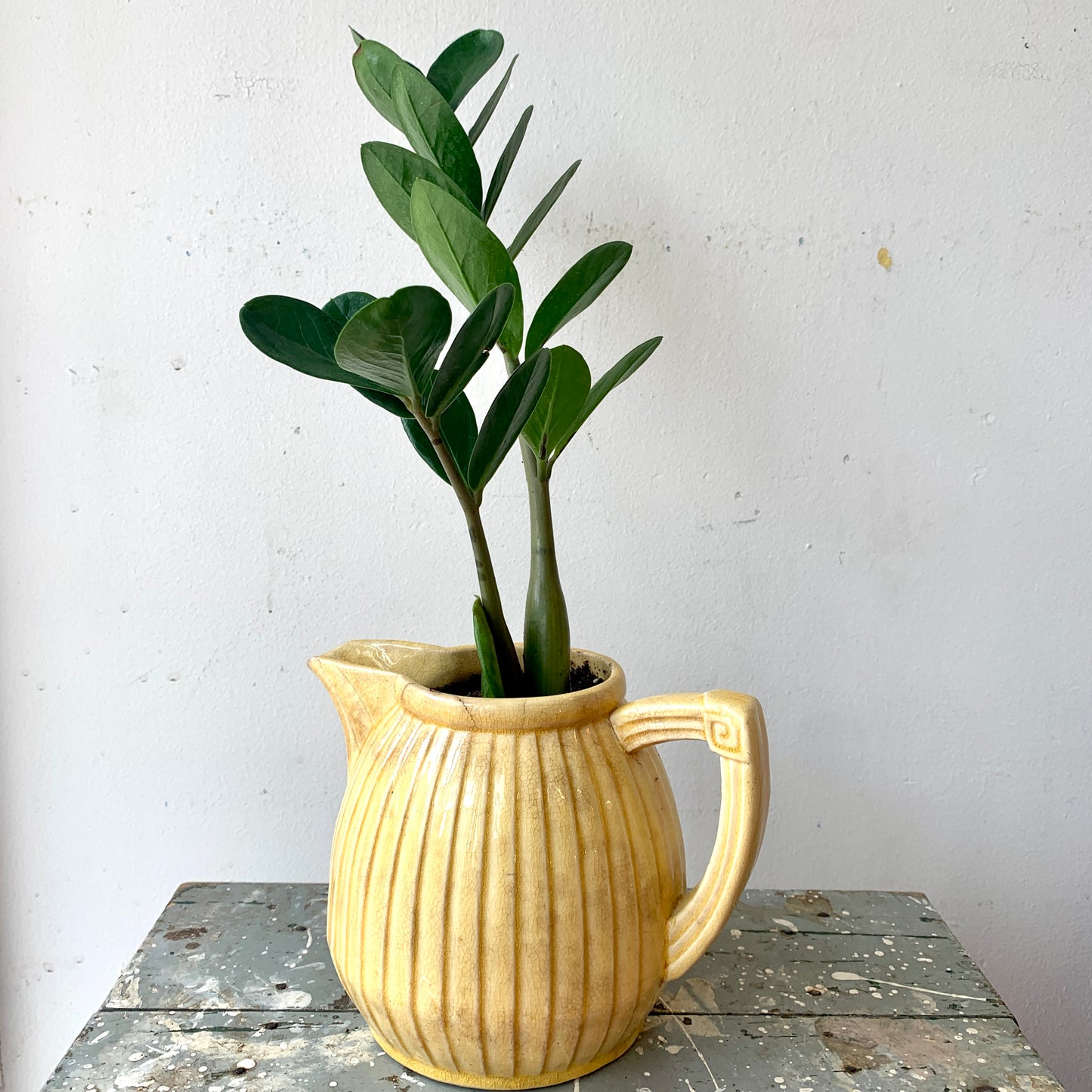 ZZ Plant in Vintage Pitcher