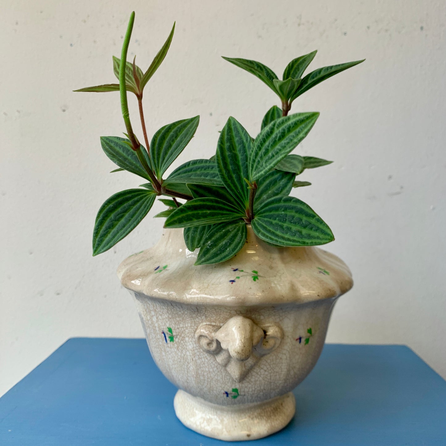 Stilt Peperomia in Vintage Planter