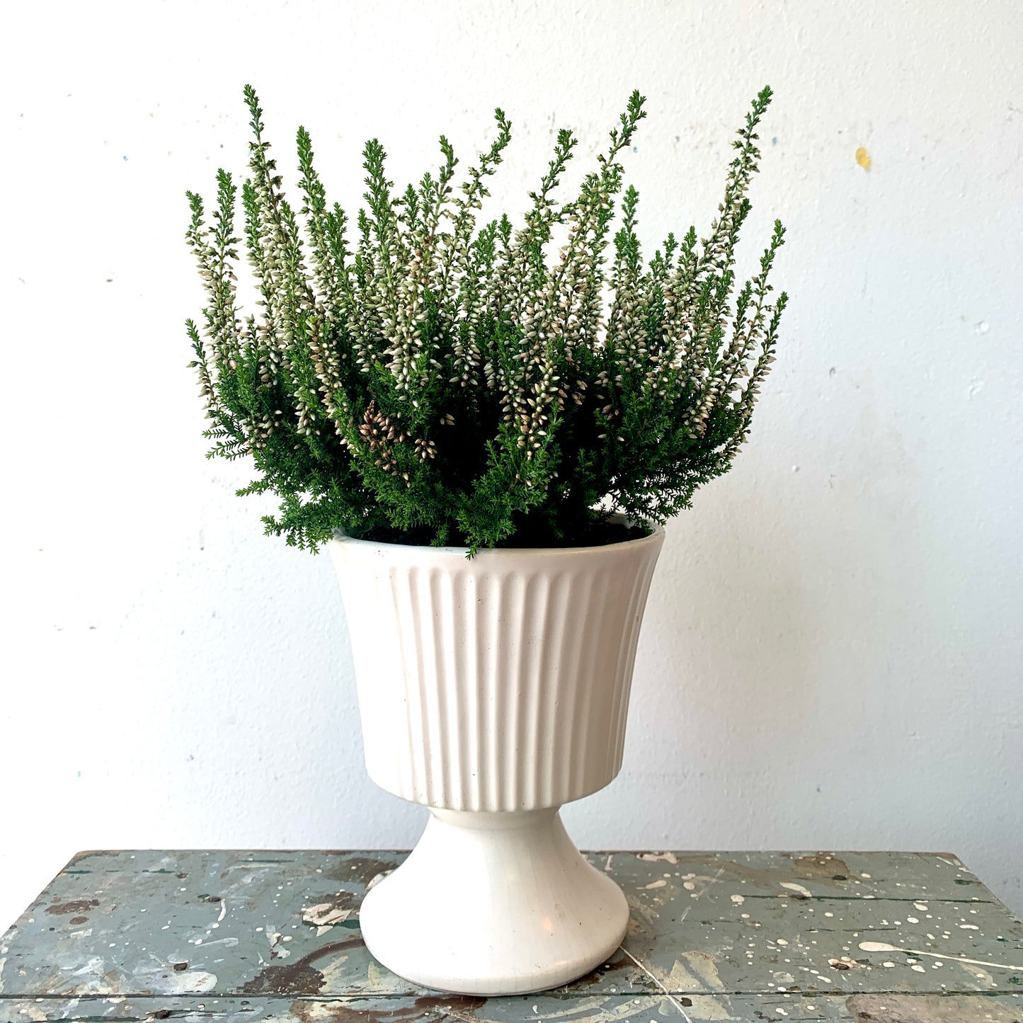 Heather in Vintage Pedestal Pot