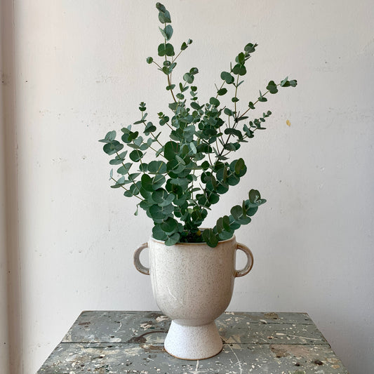 Eucalyptus in Trophy Pot