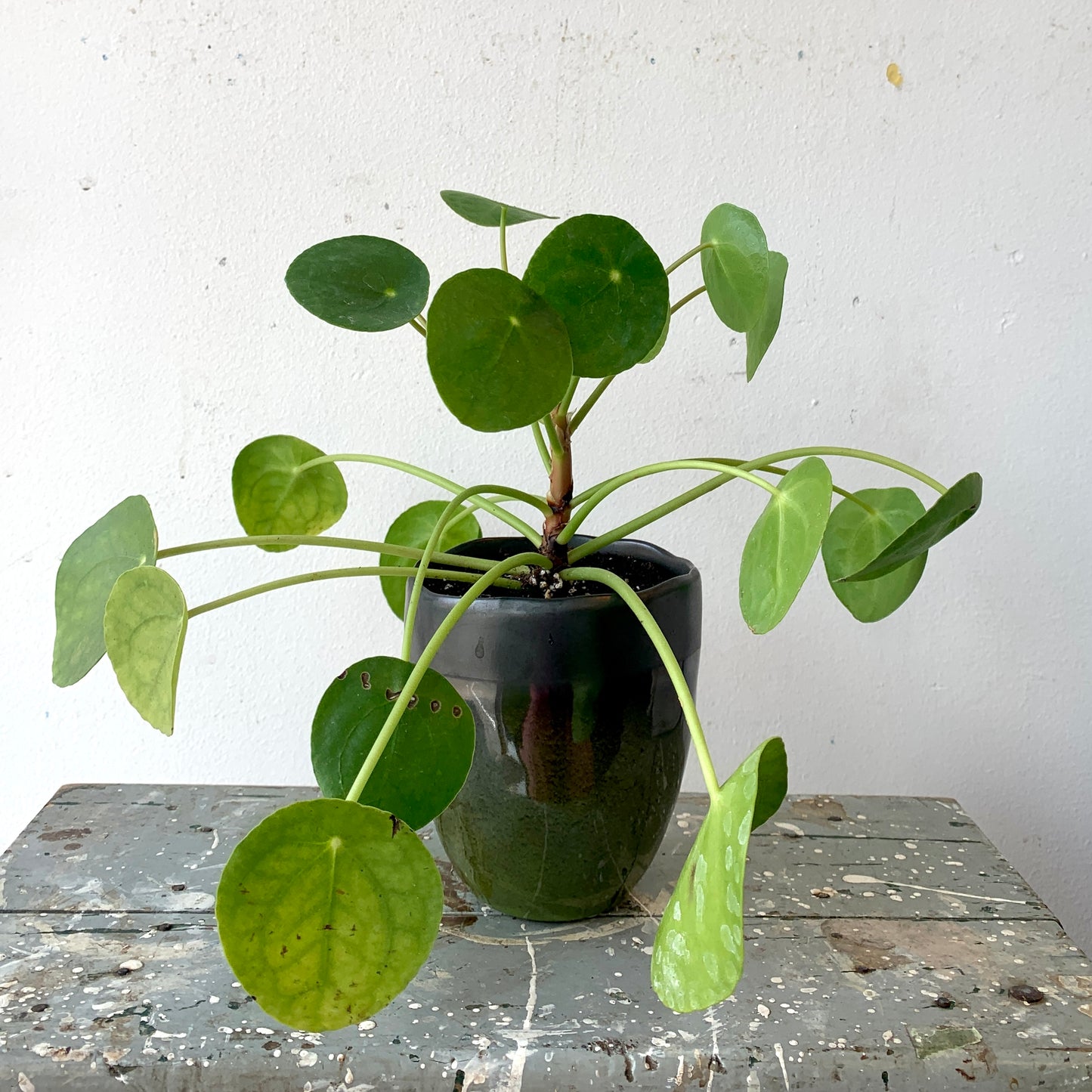 Pilea in Dark Green Pot