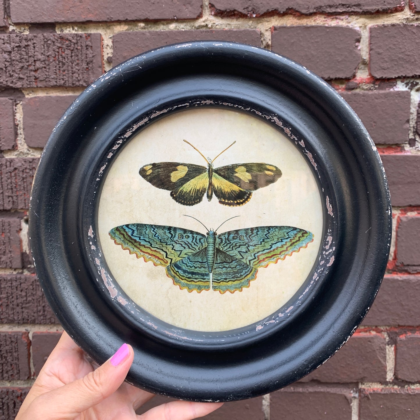 Vintage Reproduction Moth/Butterfly Print - #2