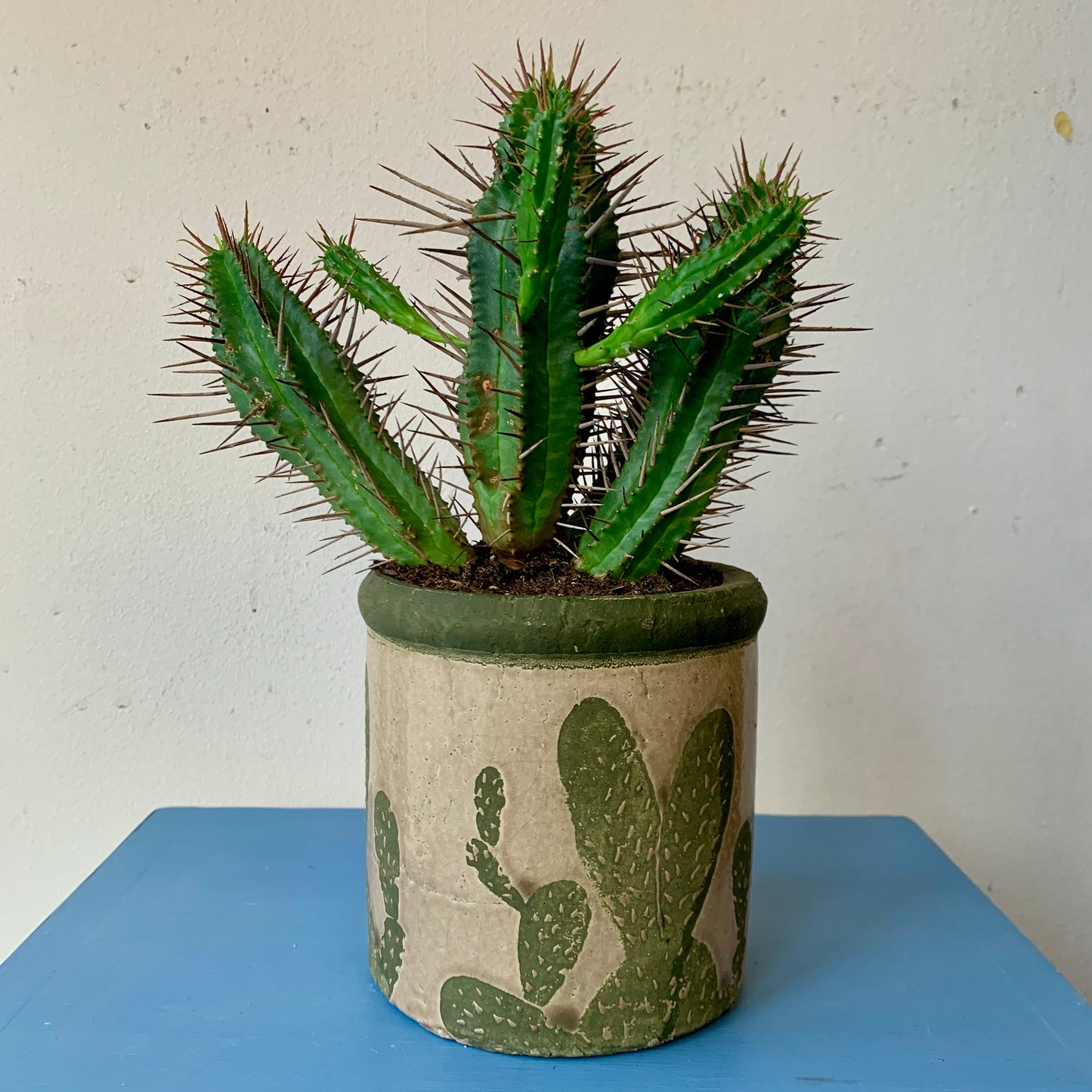 Good Luck Cactus in a Cactus Pot