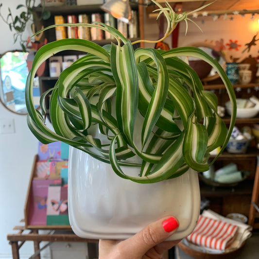 Spider Plant in Wall Pocket Planter