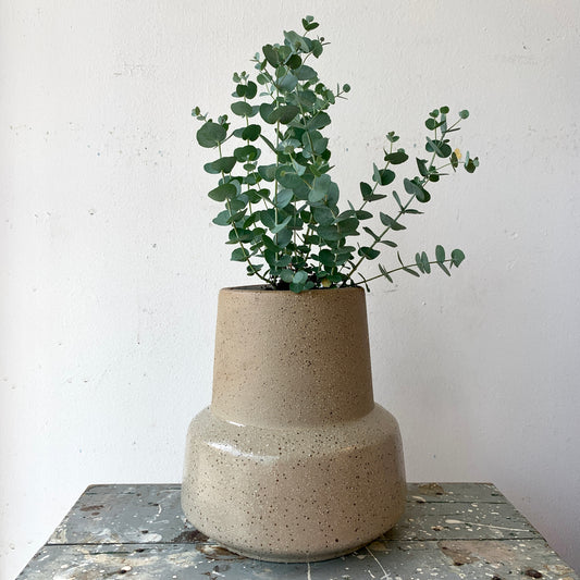 Eucalyptus in Tall Pot