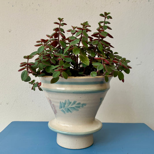 Peperomia Rubella in Vintage Planter