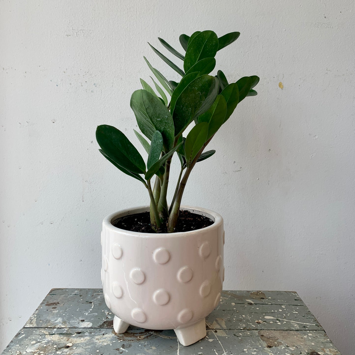 ZZ Plant in White Dotted  Pot