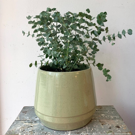 Eucalyptus in Green Pot