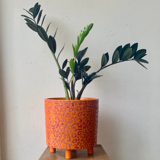 Raven ZZ Plant in Orange Pot