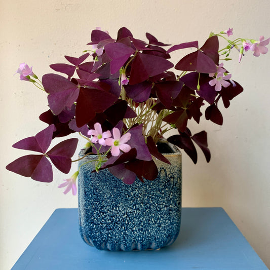 Purple Shamrock - Blue Pot