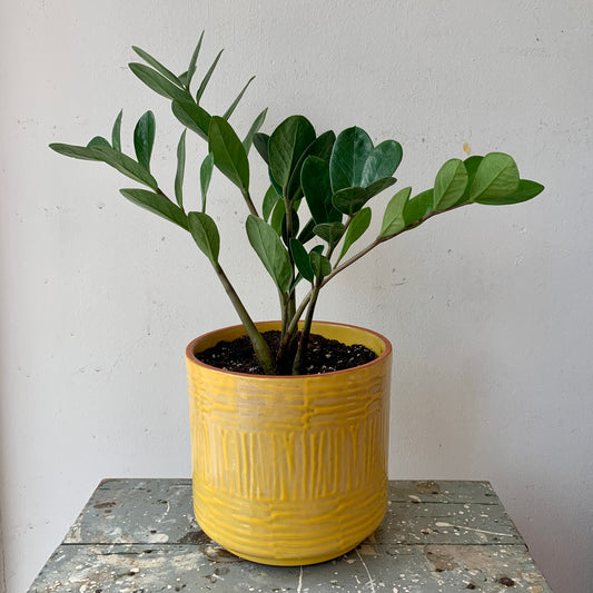 ZZ Plant in Yellow Pot
