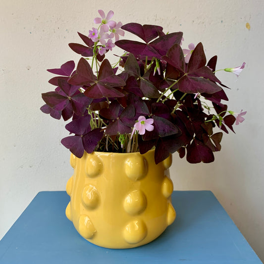 Purple Shamrock - Yellow Pot
