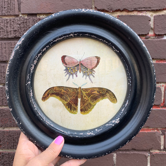 Vintage Reproduction Moth/Butterfly Print - #1