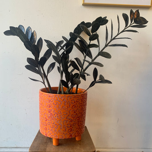 Raven ZZ Plant in Orange Pot