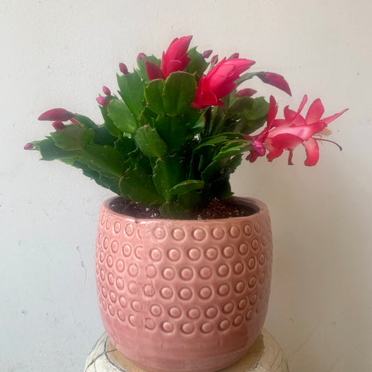 Christmas Cactus- Pink Pot