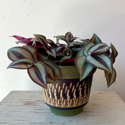 Zebra Inch Plant