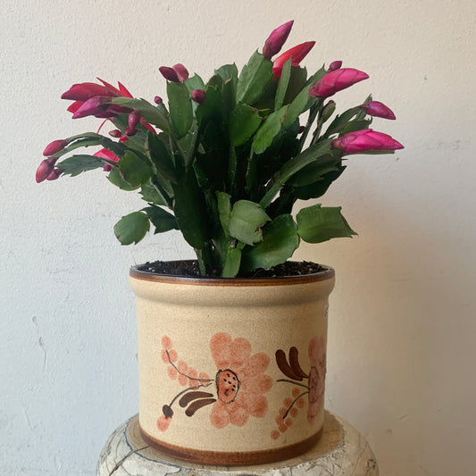 Christmas Cactus- Vintage Pot