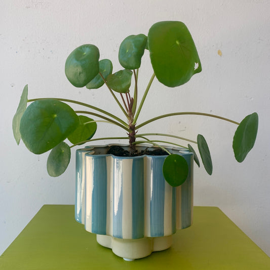 Pilea in a Scalloped Striped Pot