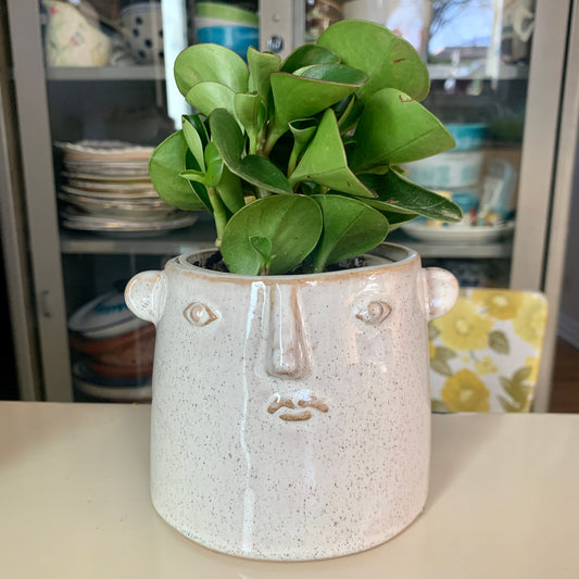 Peperomia in Character Pot